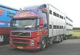 Volvo FM 12 Facelift Viehtransport-Lastzug